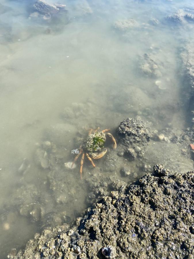 Wierums Huske Aan De Waddenzee Unesco Werelderfgoed 外观 照片